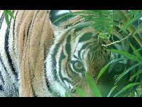 Malayan Tiger image