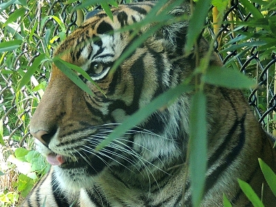 Tiger  -  Malayan Tiger