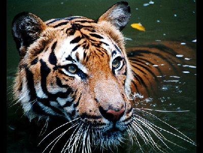 Tiger  -  Malayan Tiger