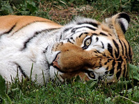 Siberian Tiger image