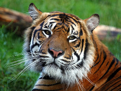 Tiger  -  Sumatran Tiger