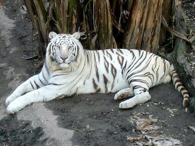Tiger  -  White Tiger