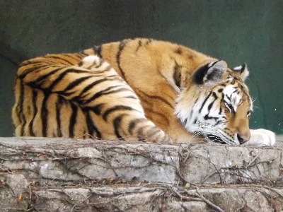 Tiger  