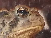 Fowler's Toad image