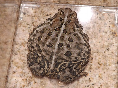 Toad  -  Fowler's Toad