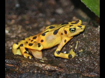 Toad  -  Golden Frog