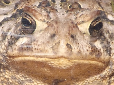 Toad  
