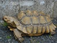 Tortoise image