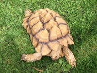 African Spurred Tortoise image
