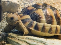 Egyptian Tortoise image