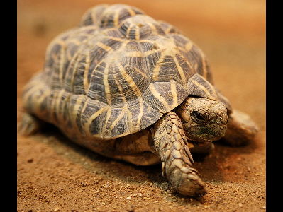 Tortoise  -  Indian Star Tortoise