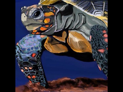 tortoise/tortoise_Red-footed_Tortoise