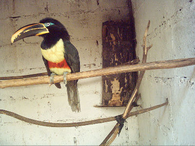 Toucan  -  Chestnut-Eared Aracari