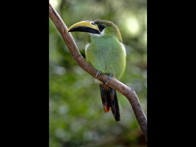 Toucan  -  Emerald Toucanet
