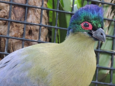 Turaco  -  Purple-crested Turaco