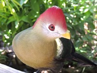 Red-crested Turaco image