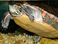 turtleimage1