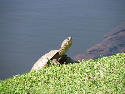 Turtle  -  African Helmeted Turtle