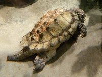 Alligator Snapping Turtle image