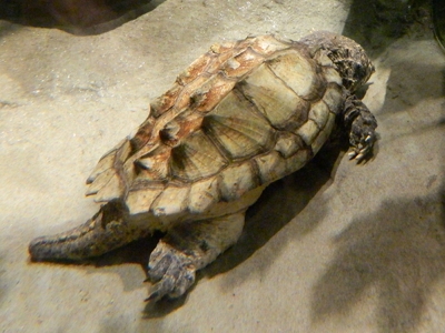 Turtle  -  Alligator Snapping Turtle