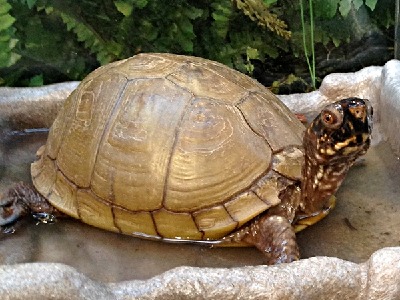 Turtle  -  Box Turtle