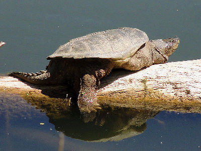 Turtle  -  Common Snapping Turtle