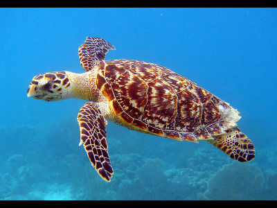 Turtle  -  Hawksbill Sea Turtle