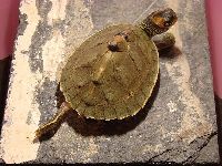 Indian Roofed Turtle image