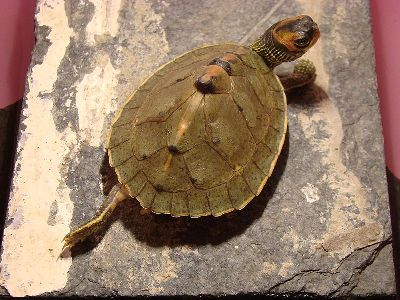 Turtle  -  Indian Roofed Turtle