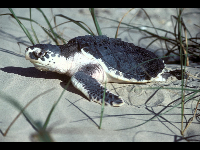 Kemp's Ridley Sea Turtle image
