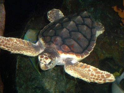 Turtle  -  Loggerhead Sea Turtle
