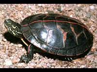 Painted Turtle image
