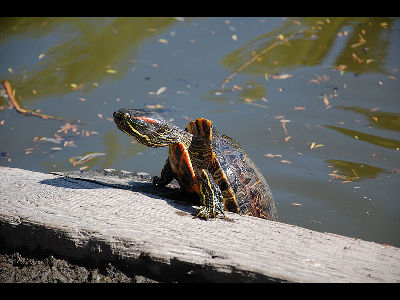 Turtle  -  Red-eared Slider
