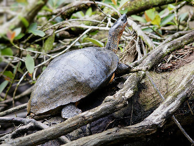 Turtle  -  Wood Turtle