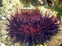 Urchin image