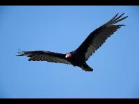 Vulture image