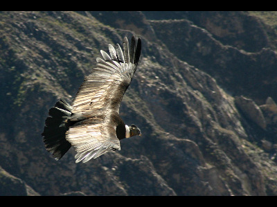 Vulture  -  Andean Condor