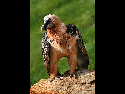 Vulture  -  Bearded Vulture
