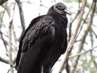 Black Vulture image
