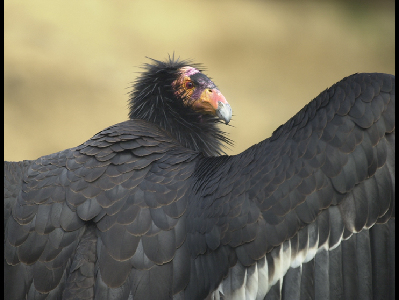 Vulture  -  Californian Condor