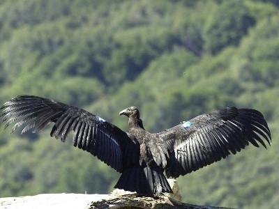 Vulture  -  Californian Condor