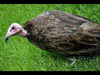 Hooded Vulture image