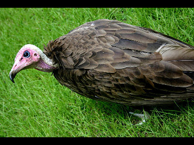Vulture  -  Hooded Vulture