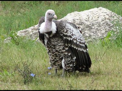 Vulture