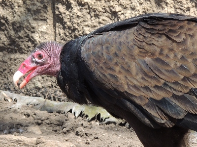 Vulture  -  Turkey Vulture