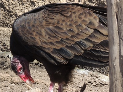 Vulture  -  Turkey Vulture