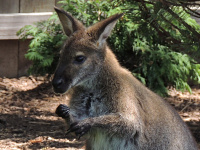 Wallaby image