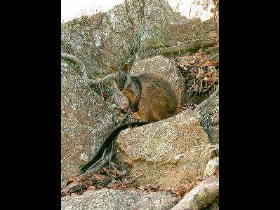 Wallaby  -  Brush-tailed Rock Wallaby