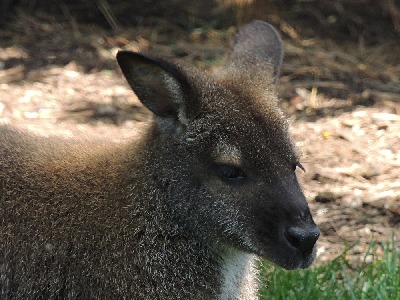 Wallaby  -  Red-necked Wallaby