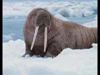 Walrus image